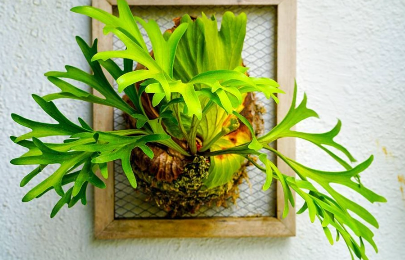 鹿角蕨品種價格