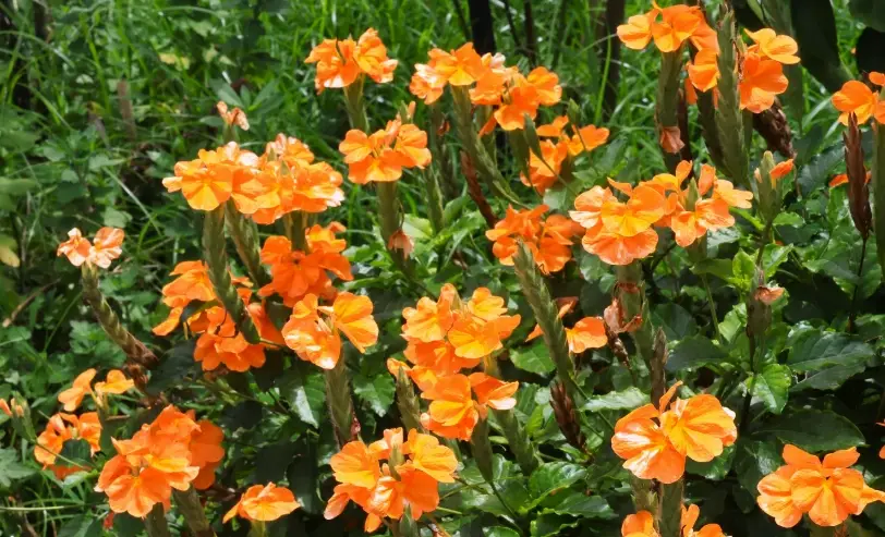 鳥尾花修剪後照顧