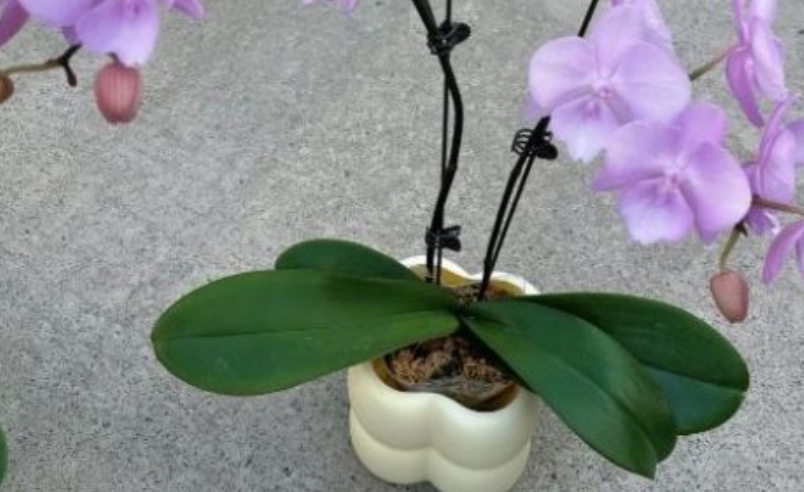 蝴蝶蘭 開花 肥料