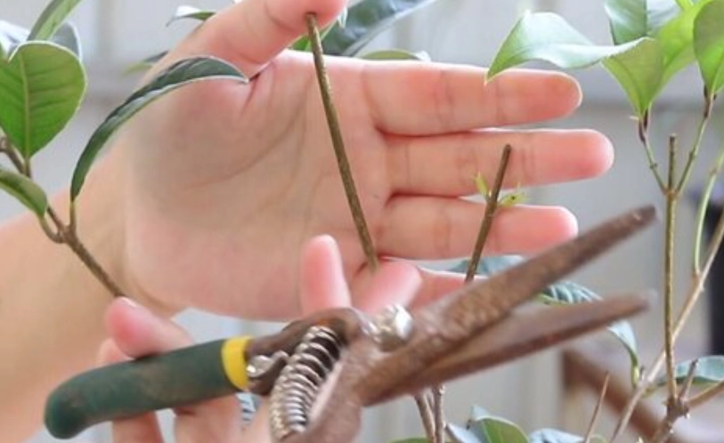 桂花樹修剪時間