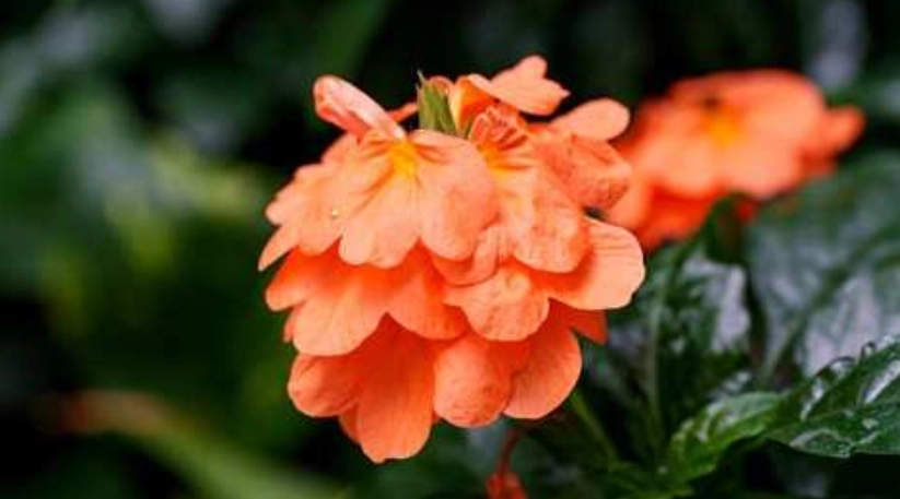 鳥尾花種植技巧