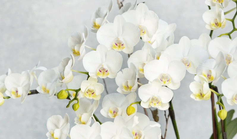 蝴蝶蘭選色技巧