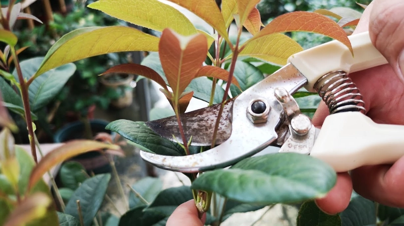 桂花樹修剪方法