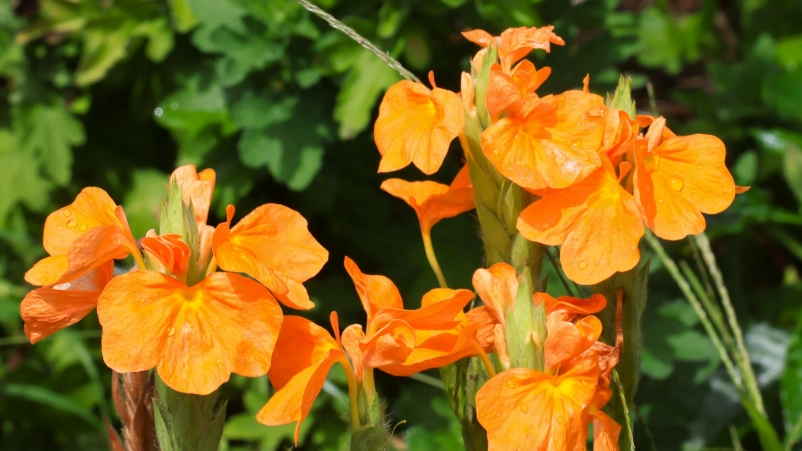 鳥尾花修剪方法