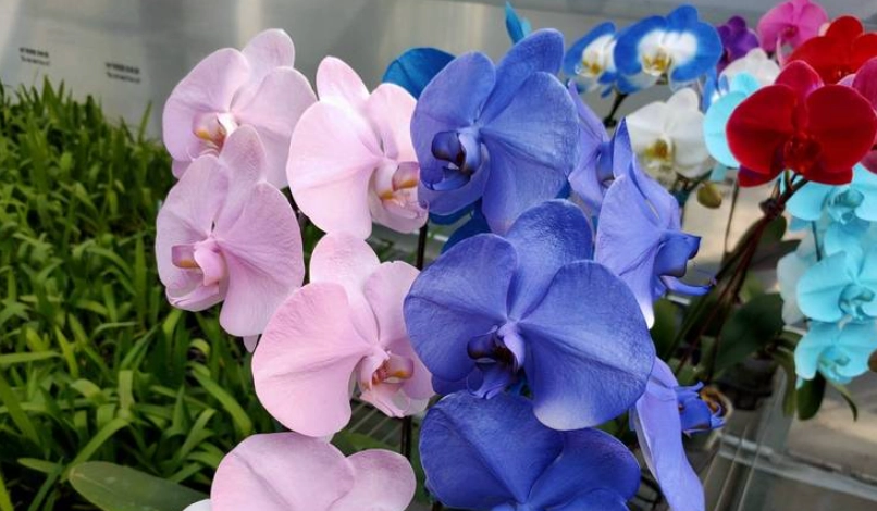 蝴蝶蘭顏色種類