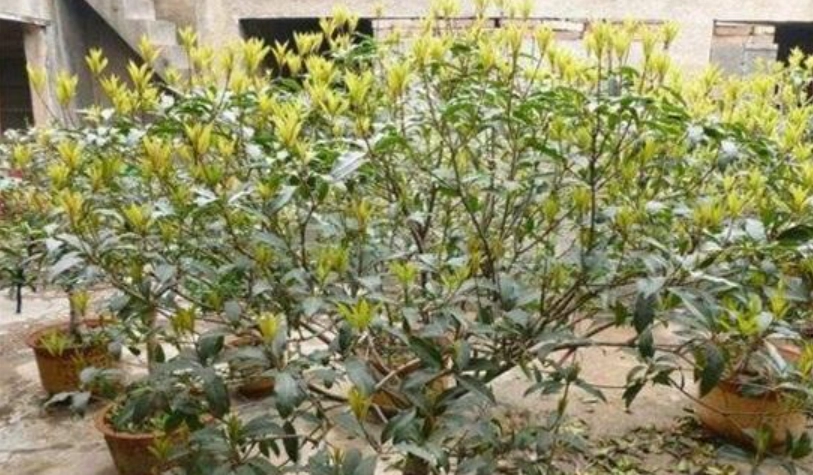 桂花病蟲害防治