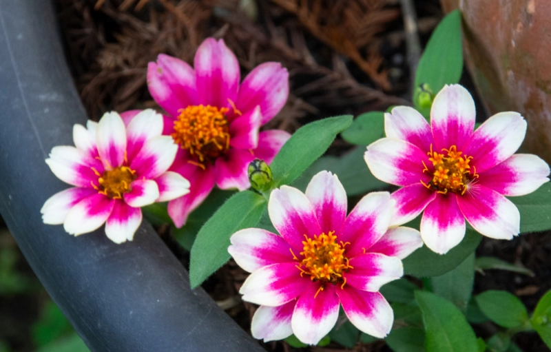 百日菊 台灣 觀賞