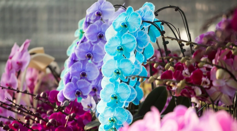 蝴蝶蘭選色技巧