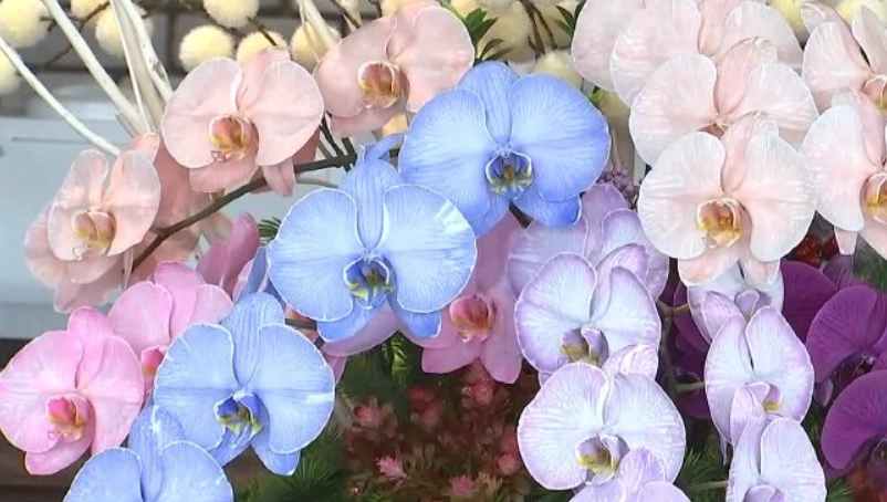 蝴蝶蘭養護方法