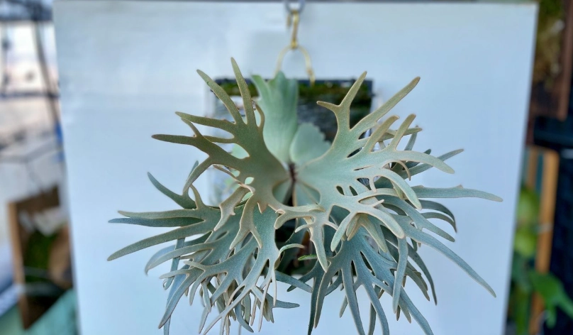 鹿角蕨品種價格