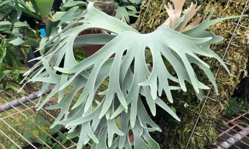 鹿角蕨品種價格