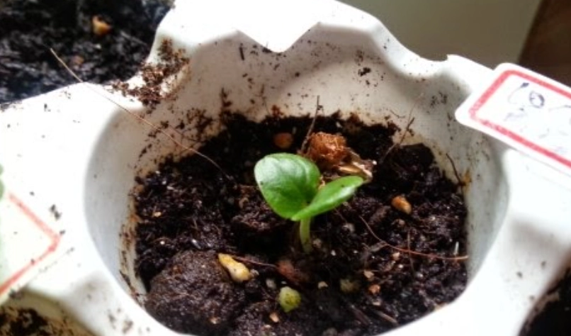 鳥尾花種子發芽方法