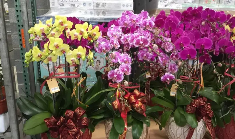 蝴蝶蘭 花期 施肥