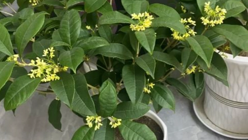 桂花病蟲害防治