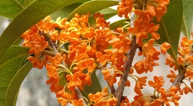 桂花不開花原因