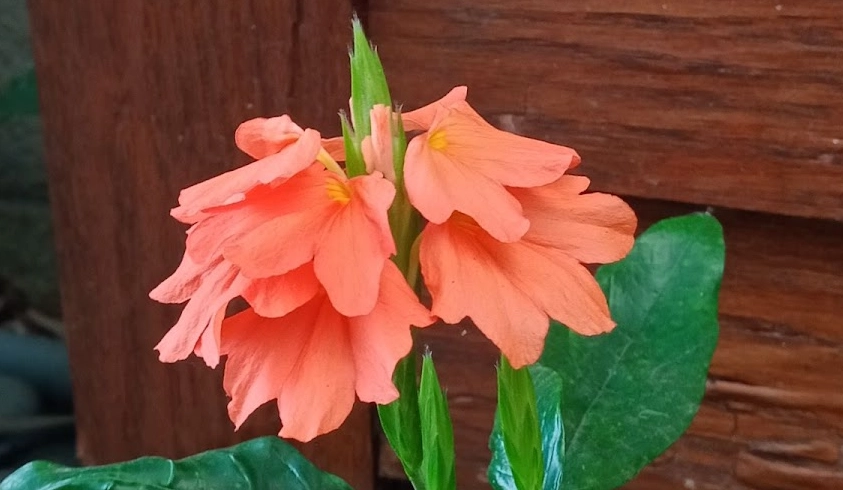 鳥尾花種子發芽方法