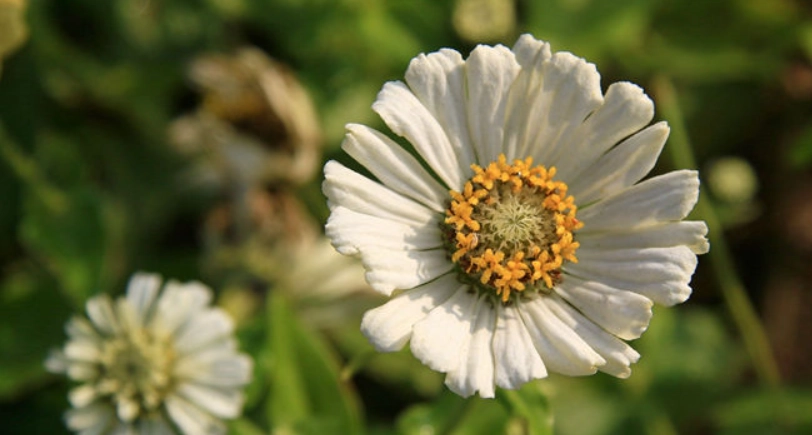 百日菊 台灣 觀賞
