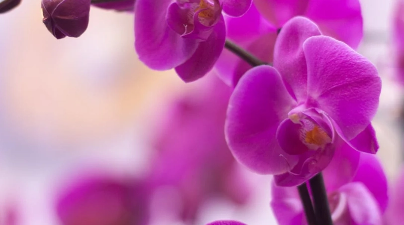 蝴蝶蘭顏色種類