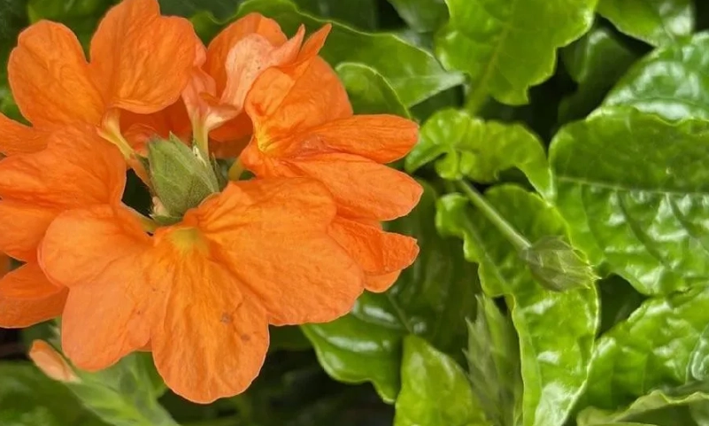 鳥尾花何時修剪