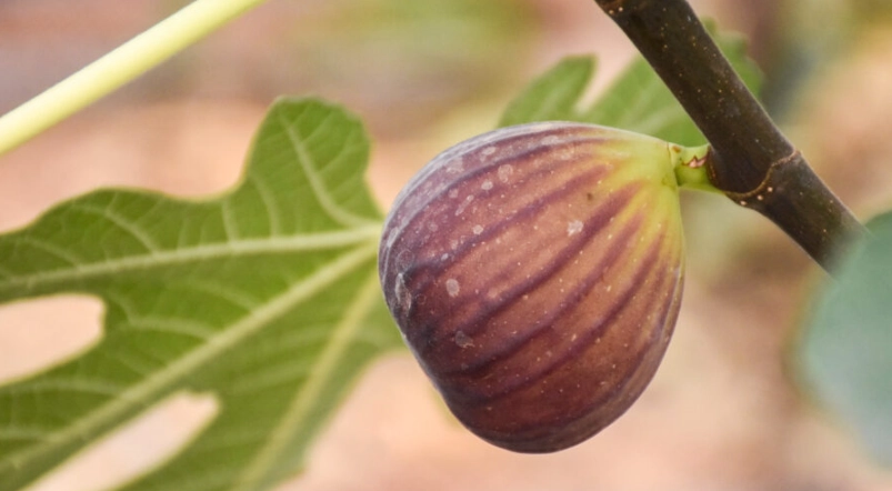 無花果實種植