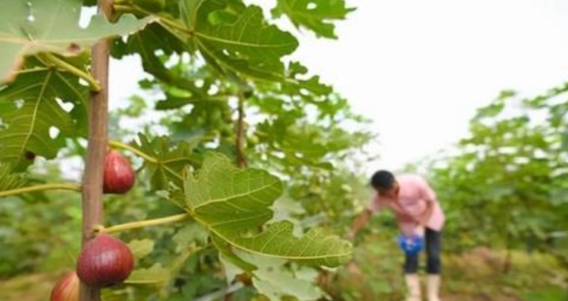 無花果有機肥 無花果有機肥