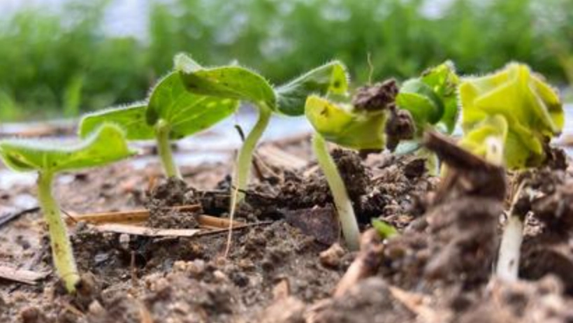 秋葵什麼時候種