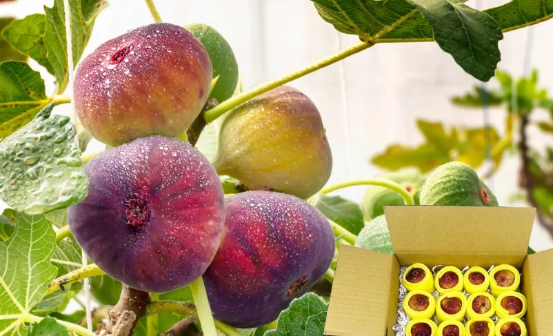 無花果實食用方法