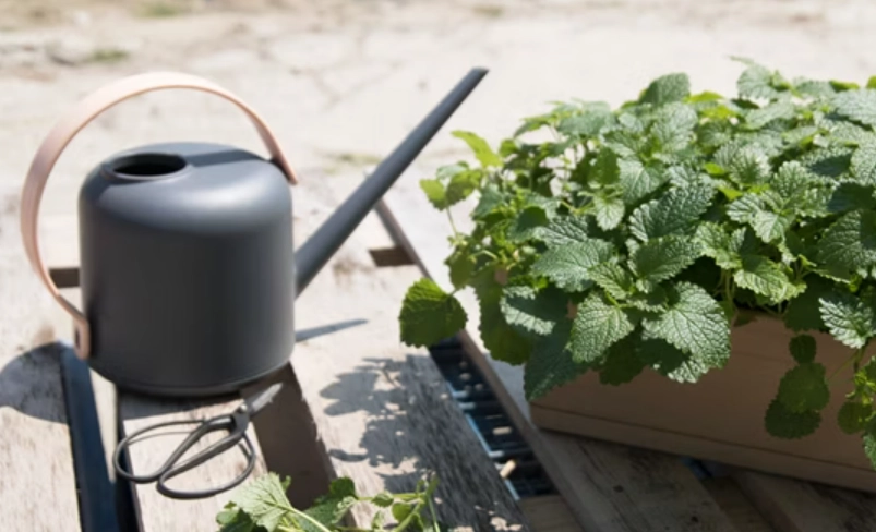 盆栽香蜂草養護