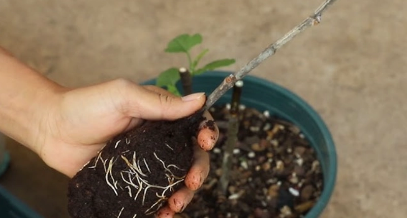 無花果配土比例