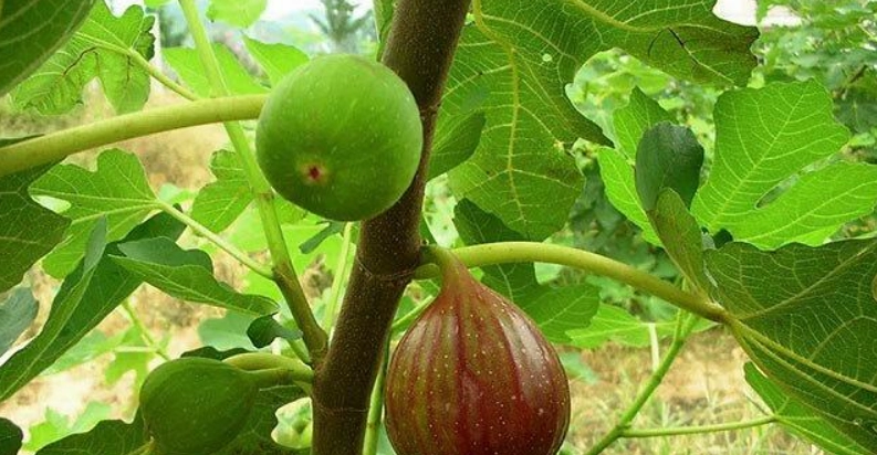 無花果實食用方法