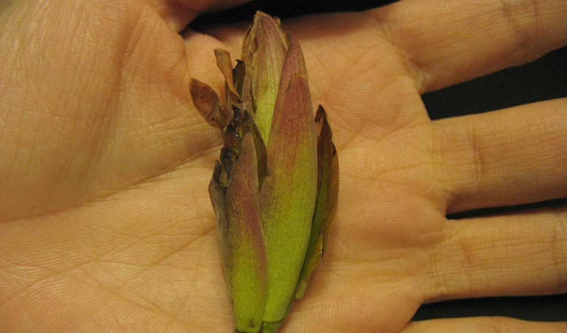 台灣雀榕生態 台灣雀榕生態