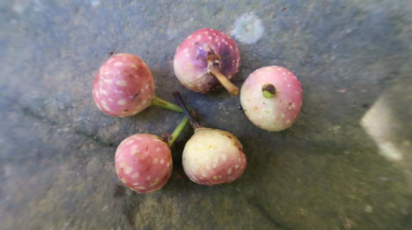 雀榕果實可以吃嗎