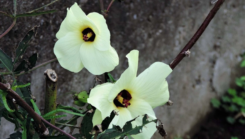 秋葵什麼時候種