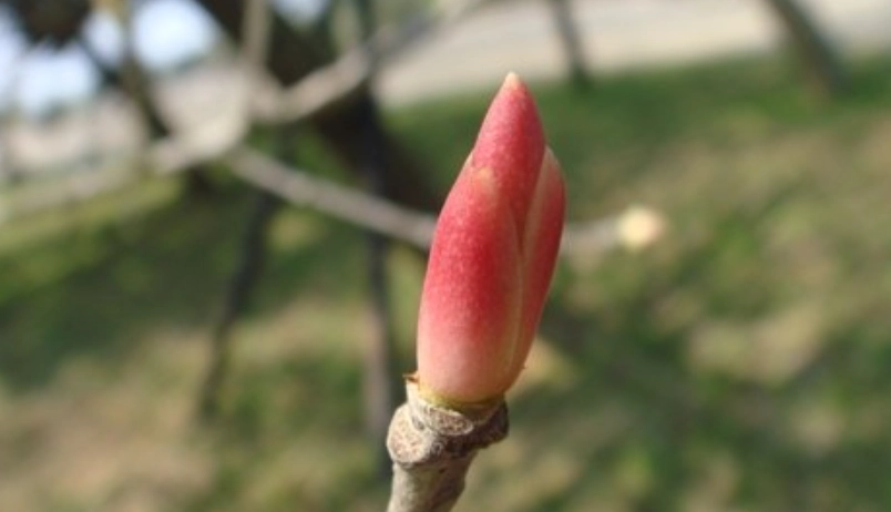 台灣雀榕生態 台灣雀榕生態