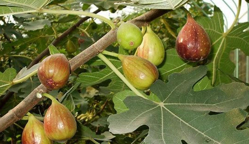 無花果施肥時間 無花果施肥時間