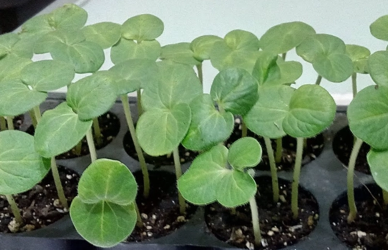 秋葵什麼時候種最好