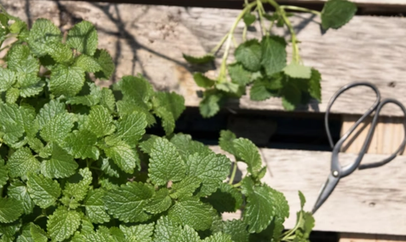 盆栽香蜂草養護