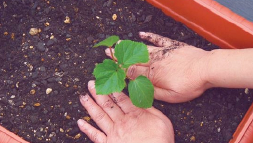 台灣秋葵種植季節
