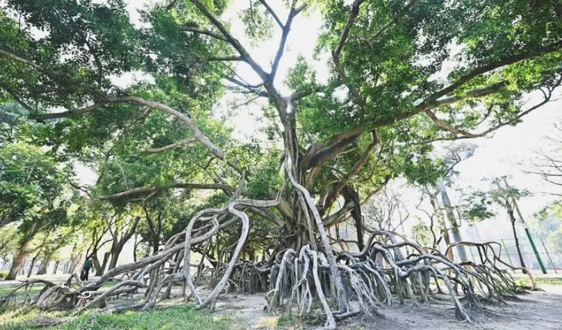 台灣榕樹觀察