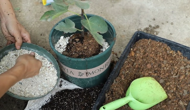 無花果配土比例