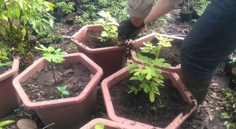 無花果盆栽介質