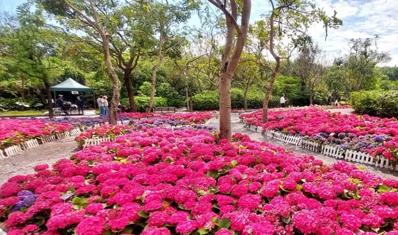 台北花海景點