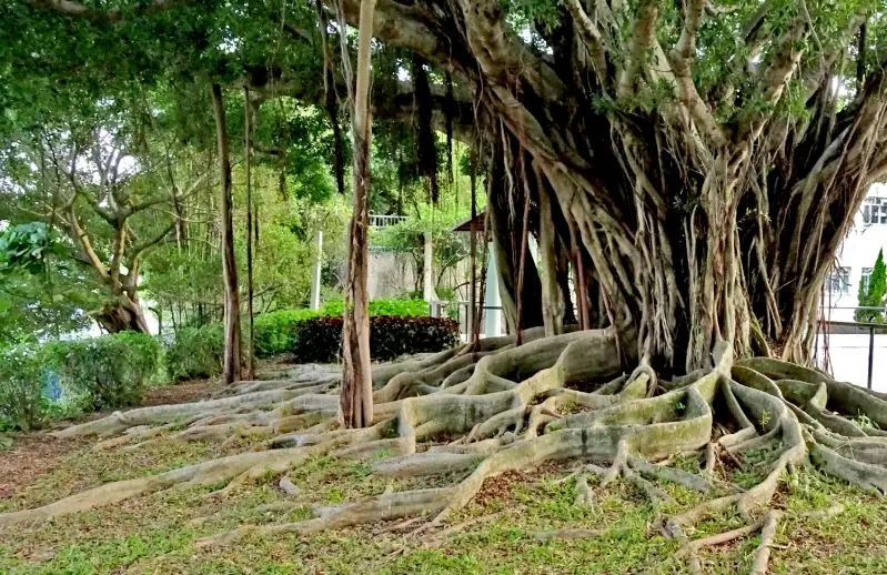台灣榕樹觀察