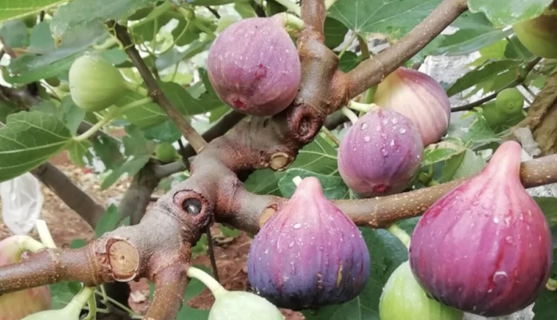 無花果有機肥 無花果有機肥