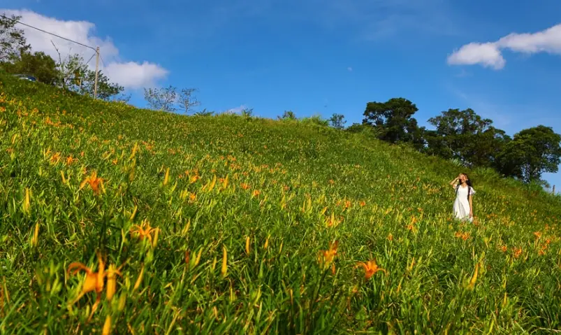 台湾赏花景点