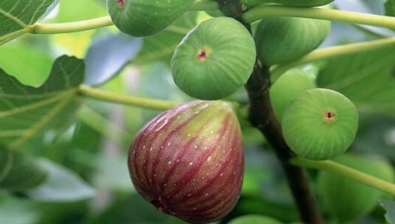 無花果施肥時間 無花果施肥時間