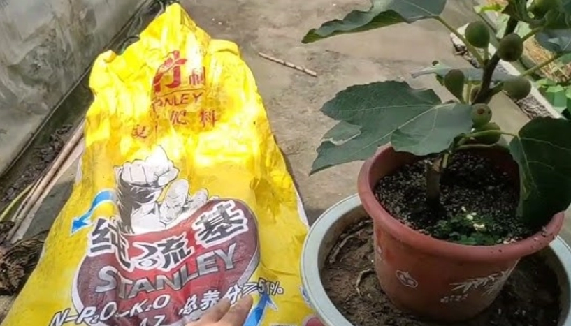 無花果施肥時間 無花果施肥時間