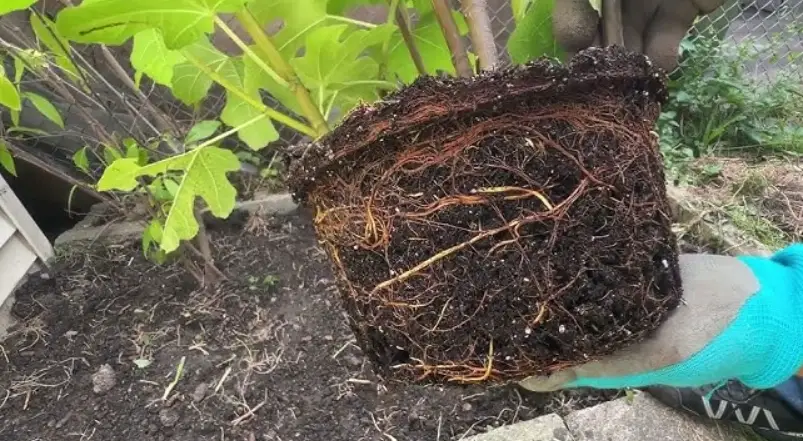 無花果盆栽介質