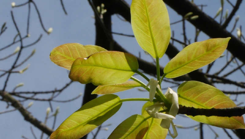 雀榕觀察 雀榕觀察