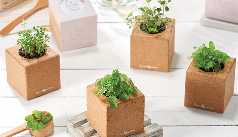 盆栽香蜂草養護